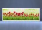 Раздвижной фото-экран под ванну Весна из Plexiglas