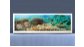 Экран с рисунком EURO-PLEX Подводный мир на роликах – купить по цене 12400 руб. в интернет-магазине картинка 4