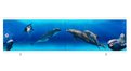 Раздвижной экран МетаКам Ультралегкий 150 и 170 Дельфины – купить по цене 1590 руб. в интернет-магазине картинка 9