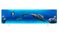 Раздвижной экран МетаКам Ультралегкий 150 и 170 Дельфины – купить по цене 1590 руб. в интернет-магазине картинка 4